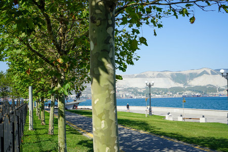 beautiful trees with unusual khaki bark, similar to camouflage, growing on the embankment, which...