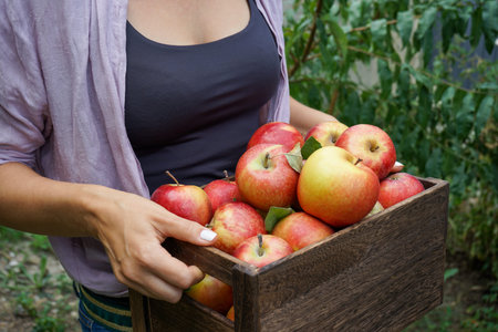 A young woman in a shirt over a T-shirt with beautiful hands holds a box full of ripe red apples