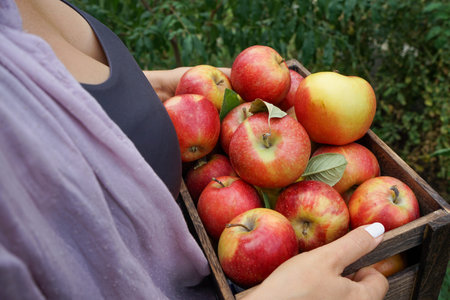 Young woman in a shirt over a T-shirt with beautiful hands holds a box full of ripe red apples