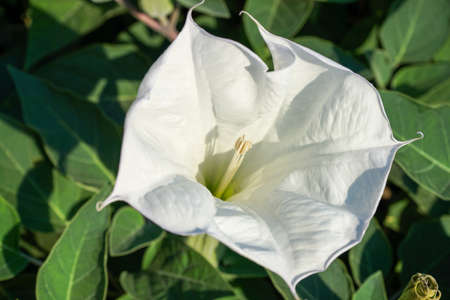 white Datura grass flower close up with green stemsの写真素材