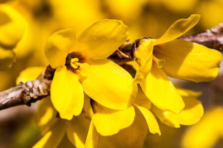 Yellow Flowers Close Upの写真素材