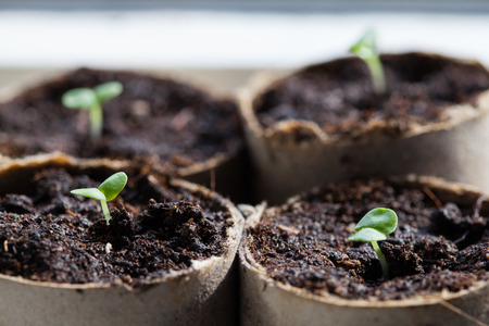 Basil Seedlings Germinating in Potsの写真素材