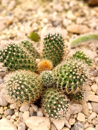 cactus plantの写真素材