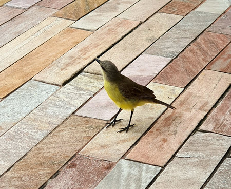 free birdの写真素材