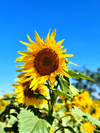 beautiful sunflowerの写真素材