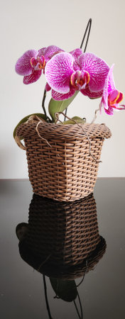 Beautiful vase with blooming orchidの写真素材