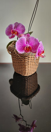 Image of Beautiful vase with blooming orchidの写真素材
