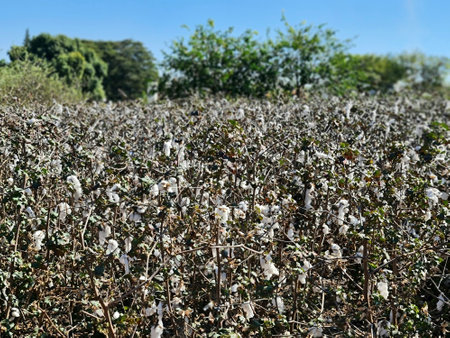 cotton plantationの写真素材