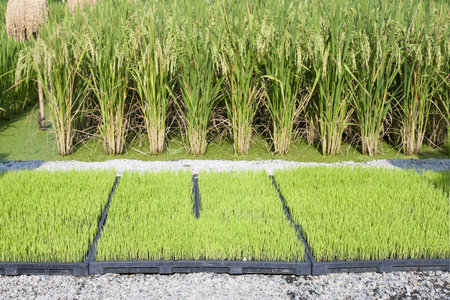 Rice seedling in tray  for planter machineの写真素材