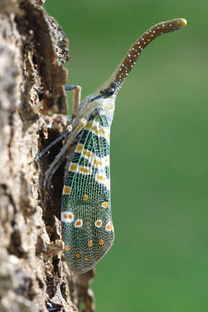 Lantern fly or Lantern Bug on treeの写真素材