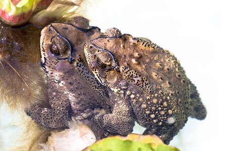 Toad in love timeの写真素材