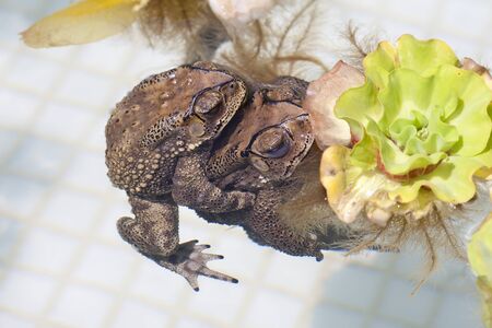 Two toadの写真素材
