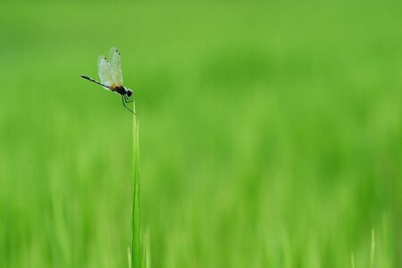Dragonfly in paddyの写真素材