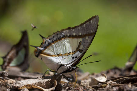 Great Nawab butterflyの写真素材