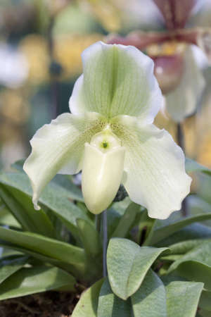 Paphiopedilum hybrid orchidの写真素材
