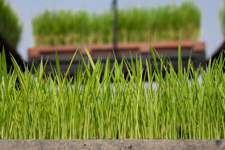 Rice seedling in tray  for planter machineの写真素材
