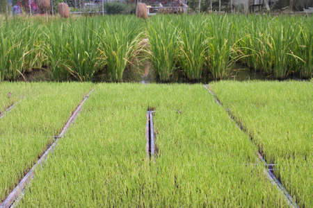 Rice seedling in tray  for planter machineの写真素材