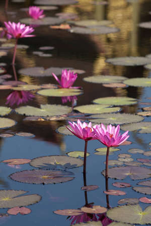 Lotus in pondの写真素材