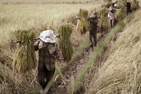 Farmer moving harvested rice out fo fieldの写真素材
