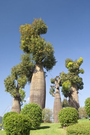 australian baobab trees in botanic gardenの写真素材