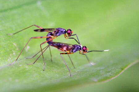 Breed time of bugsの写真素材