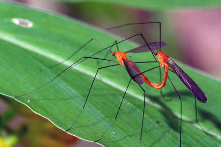 Breed time of bugsの写真素材