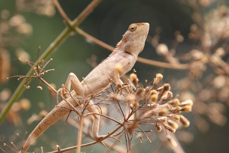 Wild lizard in Thailandの写真素材