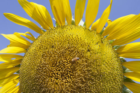 Sunflower pollen