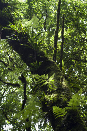 Tropical rain forest at Inthanon national park in chiangmai Thailand