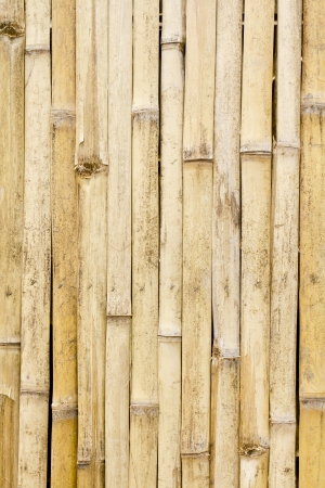 bamboo stripe wall の写真素材