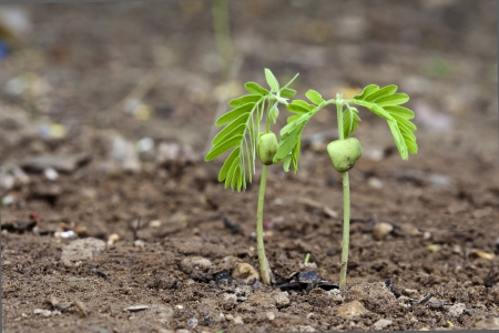 Tamarind sprout on earthの写真素材