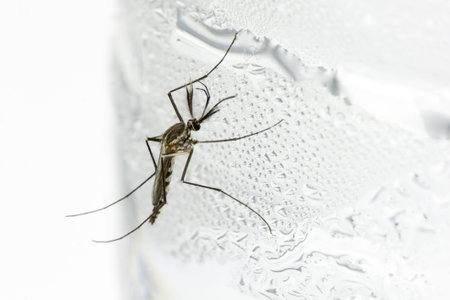 mosquito on cold water bottle