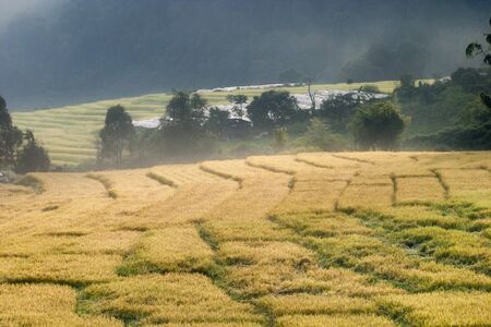 Morning fog on yellow terraced rice fieldの写真素材