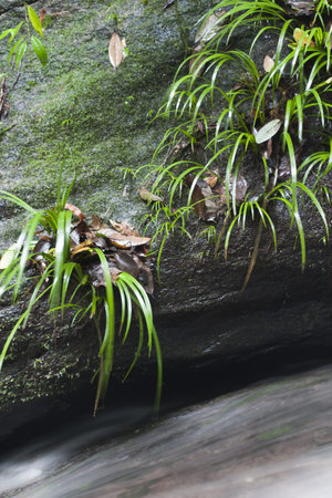 Plant in tropical rainforest with stream