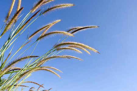 Flower grass in the wind の写真素材