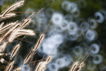 Flower of grass with ring bokehの写真素材
