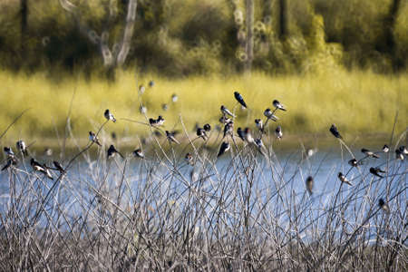 Pacific Swallow or Hirundo tahitica in Thailand の写真素材