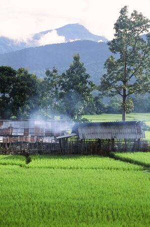 Green Rice Field in Naan province, Thailand のeditorial素材