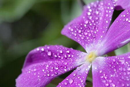 vinca with drops of dew. の写真素材
