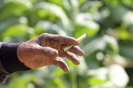 cheroot , native cigarette in southeast asiaの写真素材