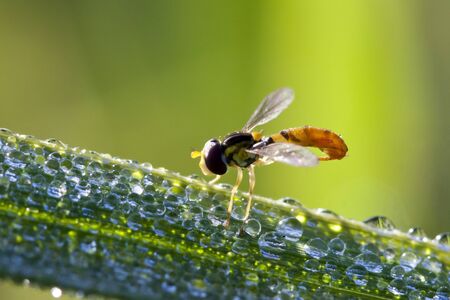 Insect rest on leaf with dew の写真素材