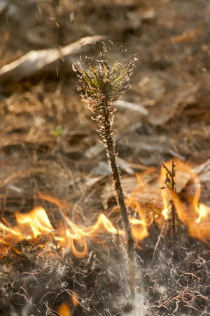 Pine sprout in bushfire の写真素材