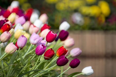 Tulips in gardenの写真素材