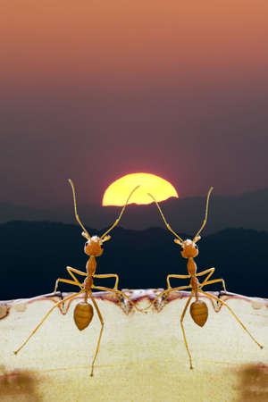 Ants on sunset in hopefully of lifeの写真素材