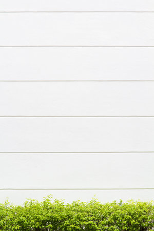 White concrete wall with bushの写真素材