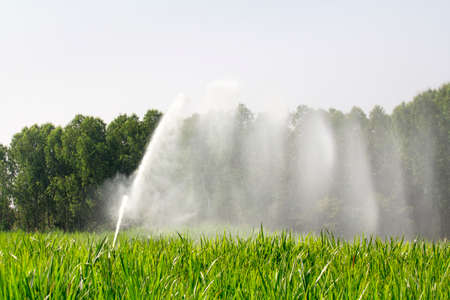 sprinkler head watering the grass in farmの写真素材