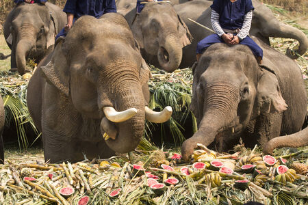 elephants eating fruits at maesa elephant camp , thailandの写真素材