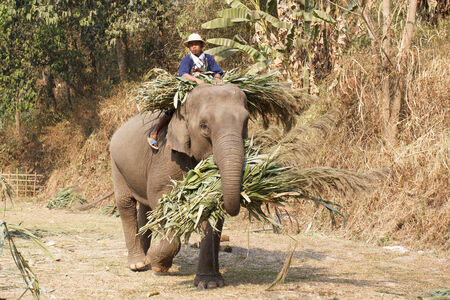 CHIANG MAI, THAILAND - March 13  15th Annual National Thai Elephant Day , Elephants bring food back home in elephants festival at maesa elephant camp , Mar 13, 2014  Chiang Mai, Thailand のeditorial素材