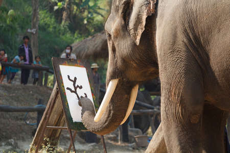 CHIANG MAI, THAILAND - March 13  15th Annual National Thai Elephant Day , Elephant show painting on paper at maesa elephant camp , Mar 13, 2014 in Chiang Mai, Thailand のeditorial素材