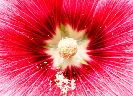 Hollyhock flower 